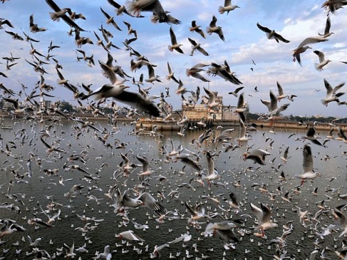 birds lakhota lake jamnagar
